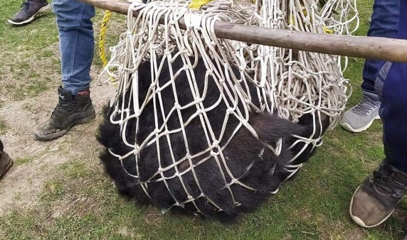 Wild Life team captures black bear in Shopian village