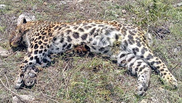 Dead body of a leopard spotted in Shopian village