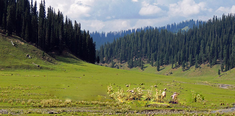 GoI unveils proposal to declare ESZ around Gulmarg Wildlife Sanctuary GoI unveils proposal to declare ESZ around Gulmarg Wildlife Sanctuary