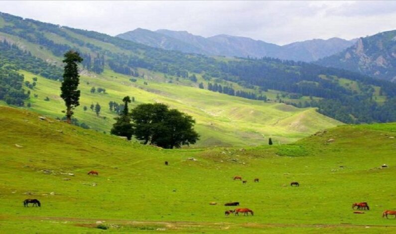 Wood cutter, horse dies; another injured while chopping pine tree in Tosamaidan forests Wood cutter, horse dies; another injured while chopping pine tree in Tosamaidan forests
