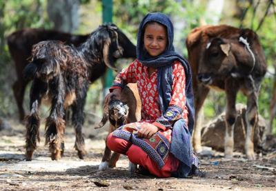 First survey of migratory nomadic population initiated in J&K First survey of migratory nomadic population initiated in J&K