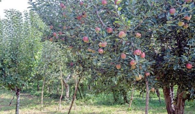 Premature fruit fall leave apple growers worried