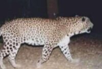 Leopard Kills Minor Girl in Gopalpora Anantnag