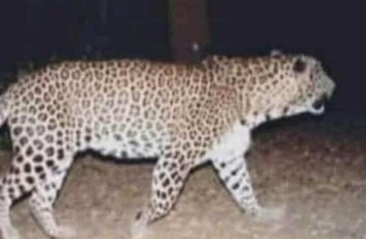 Leopard Kills Minor Girl in Gopalpora Anantnag