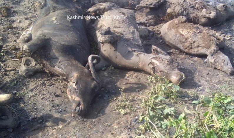 Several buffaloes charred to death in a massive fire incident in Tral