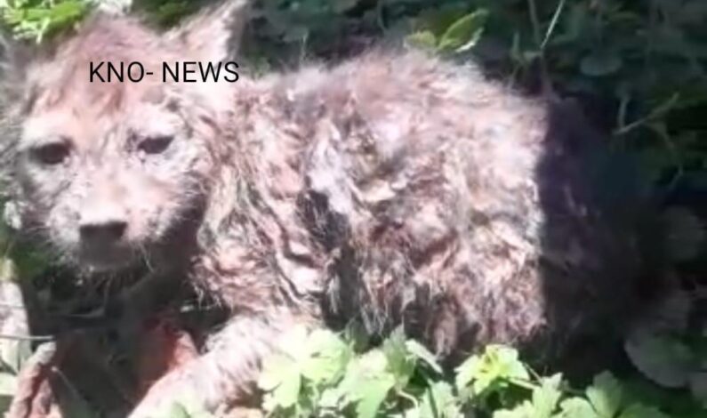 Wildlife team called to rescue leopard cub in Budgam village, turns out to be jackal cub Wildlife team called to rescue leopard cub in Budgam village, turns out to be jackal cub