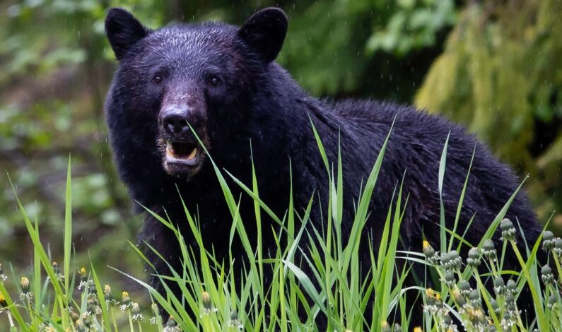 Panic grips Malangam village after two black bears spotted in residential area Panic grips Malangam village after two black bears spotted in residential area