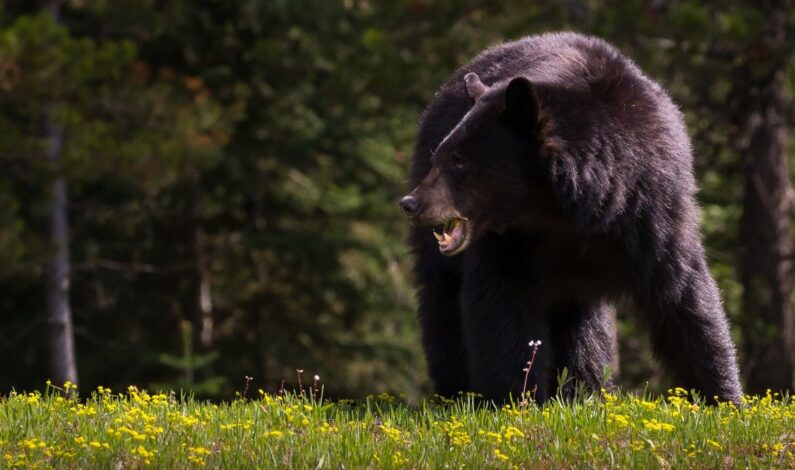 Elderly woman among three injured in bear attack in Langate