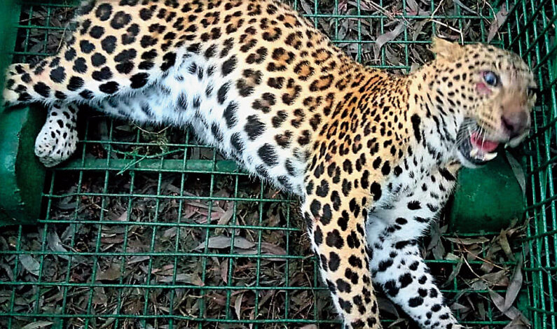 Another leopard captured alive in Budgam village