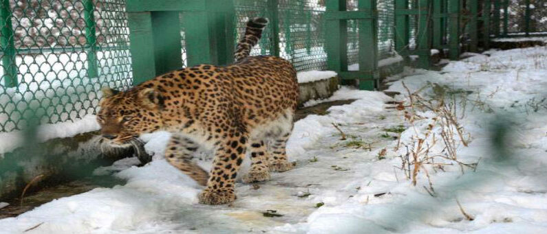 No evidence supports presence of Leopard in Srinagar so far: Wildlife deptt No evidence supports presence of Leopard in Srinagar so far: Wildlife deptt