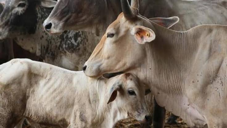 Two cows, calf die due to FMD disease in Anantnag Two cows, calf die due to FMD disease in Anantnag