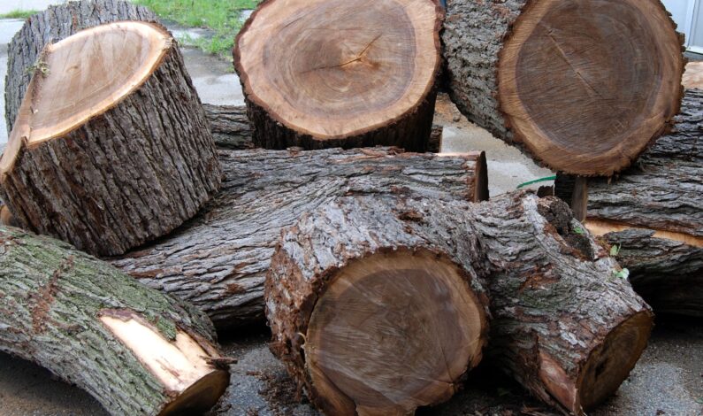 Huge Quantity Of Walnut Timber Seized In Pattan; Accused On Run