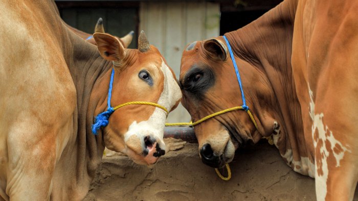 No ban but slaughtering of bovines to be done as per animal laws: Naveen Choudhary No ban but slaughtering of bovines to be done as per animal laws: Naveen Choudhary