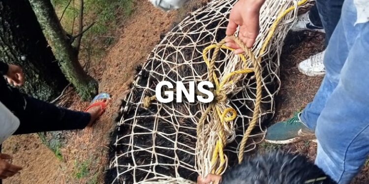 Bear, 2 Cubs Rescued In Baramulla’s Tangmarg Bear, 2 Cubs Rescued In Baramulla’s Tangmarg