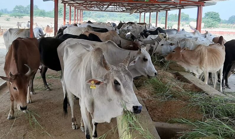 Slaughter of bovine animals on Eid-ul-Adha not to be permitted in J&K Slaughter of bovine animals on Eid-ul-Adha not to be permitted in J&K