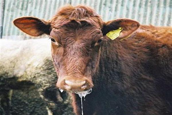 Outbreak of skin disease among dairy animals diagnosed