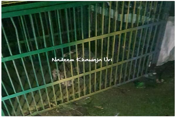 Leopard caught alive in Uri village by wildlife department Leopard caught alive in Uri village by wildlife department