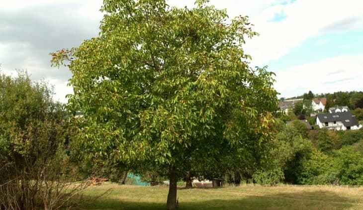 Fall from walnut tree: An occupational hazard in Kashmir;      6 people lost lives in last one week, three injured