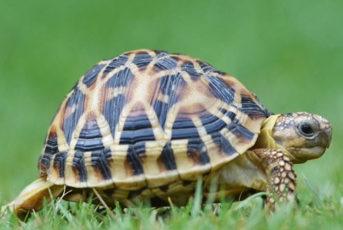 Tortoise found in Kulgam village; Team sent for rescue of animal: Wildlife Warden Tortoise found in Kulgam village; Team sent for rescue of animal: Wildlife Warden