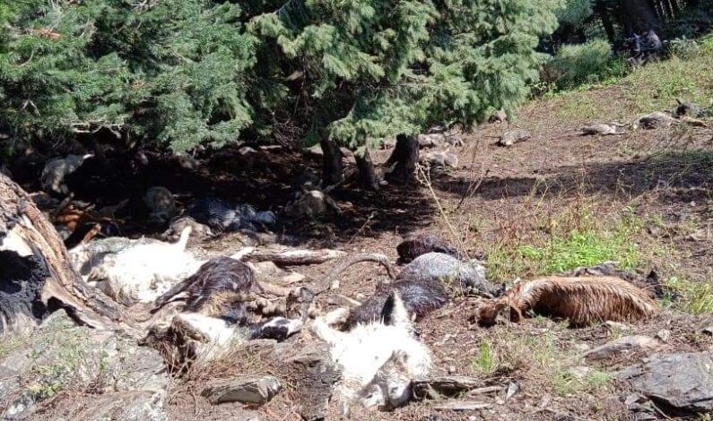 Dozen sheep killed in cloudburst in Ganderbal: Officials Dozen sheep killed in cloudburst in Ganderbal: Officials