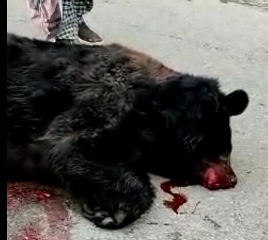 Black bear found dead on Sgr-Leh highway in Ganderbal Black bear found dead on Sgr-Leh highway in Ganderbal