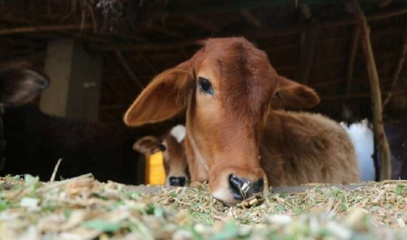 Cows, calves, sheep stolen from Shopian village