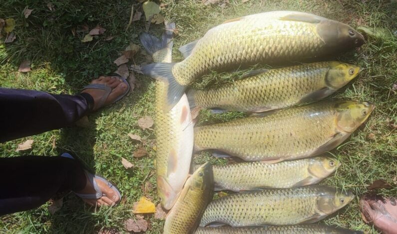 Intense Rainfall Perishes Carp Fish Stock in Dab Ganderbal