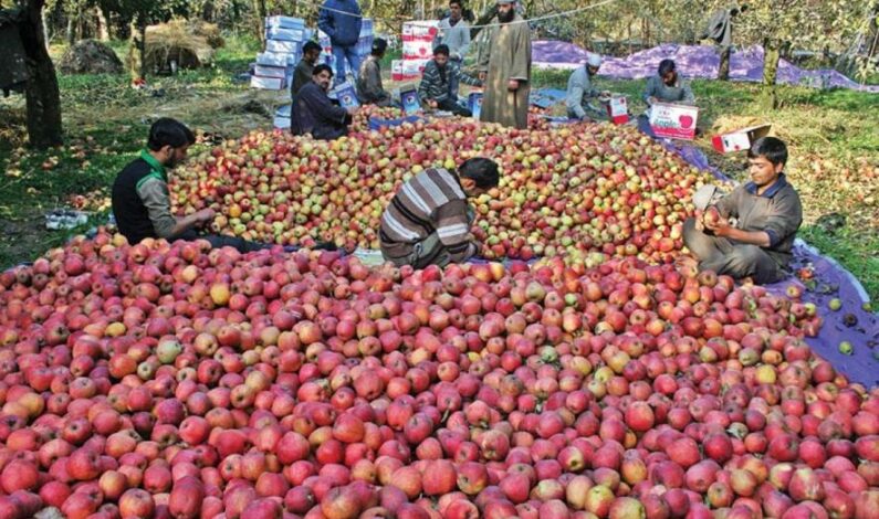 Sopore fruit traders protest against ‘illegal selling’ of Iranian apples in Mandi’s, badly affecting trade