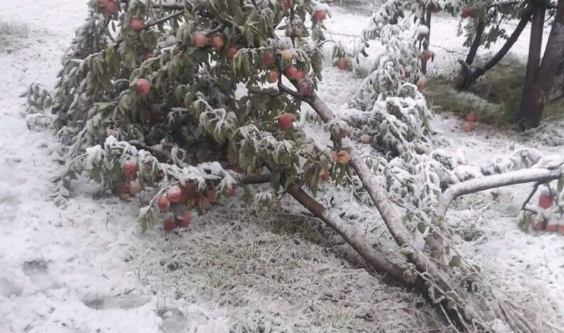 Early snowfall damages apple orchards in South Kashmir villages
