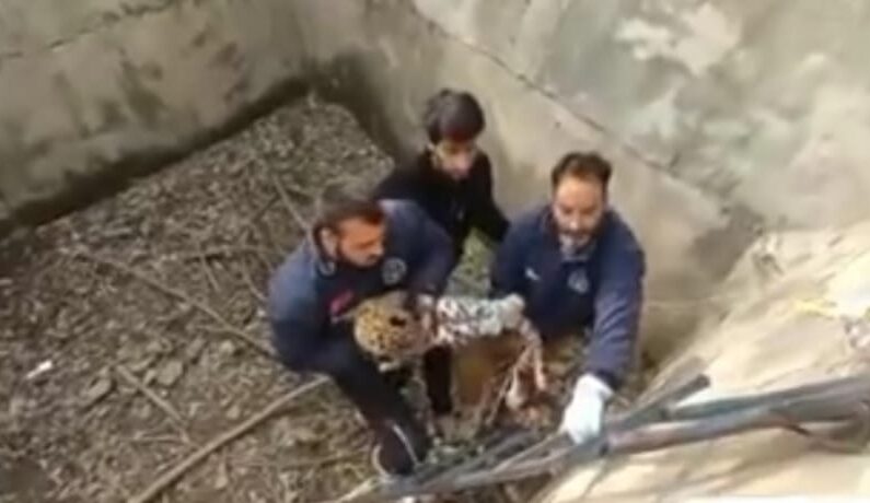 Leopard Falls into Water Tank in Brakpora Anantnag, Rescued Leopard Falls into Water Tank in Brakpora Anantnag, Rescued