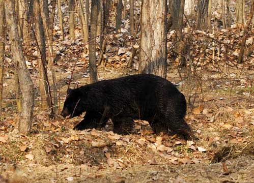 Black Bear Leaves 10 Cattle Dead in Limber Boniyar