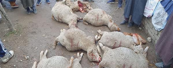 Leopard kills 11 sheep in Tangmarg’s Waripora