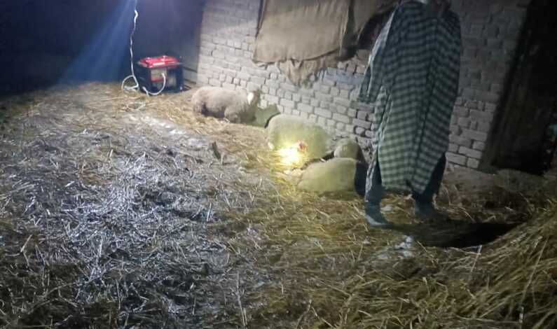 Dogs kill 14 sheep in twin attacks in Central Kashmir’s Ganderbal