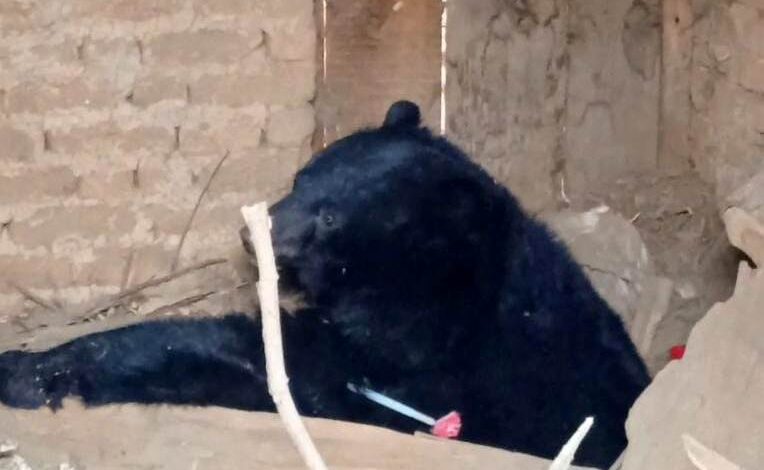 Minor Boy Killed in Bear Attack in Baramulla Minor Boy Killed in Bear Attack in Baramulla