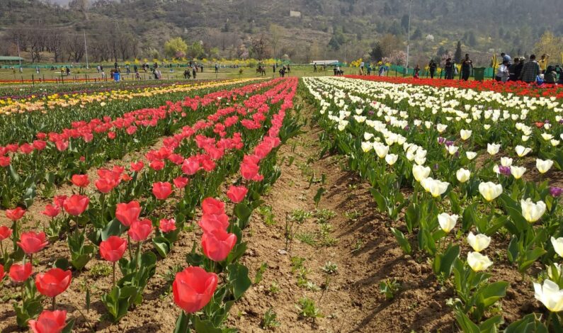 Tulip garden will be closed from monday: Director floriculture