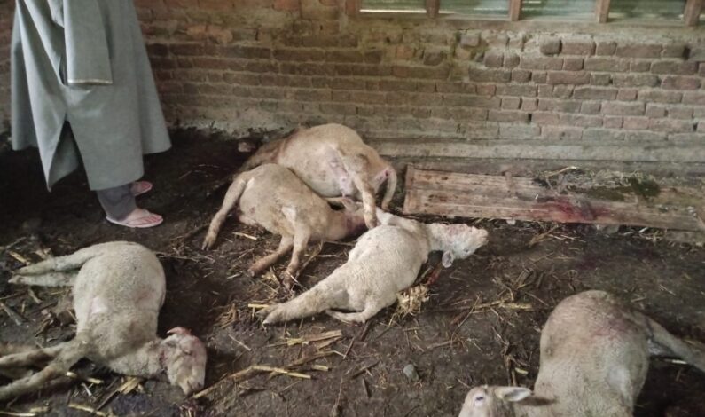 13 Sheep Killed in Suspected Leopard Attack in Qalamabad, Handwara