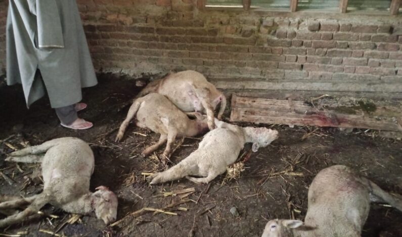 15 goats charred to death after fire erupts in cowshed in Central Kashmir’s Chadora hamlet 15 goats charred to death after fire erupts in cowshed in Central Kashmir’s Chadora hamlet