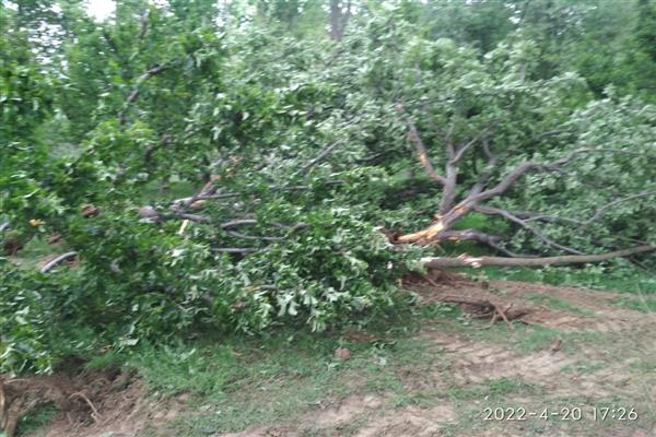 Apple orchard plundered, dozens of trees Axed by NHAI