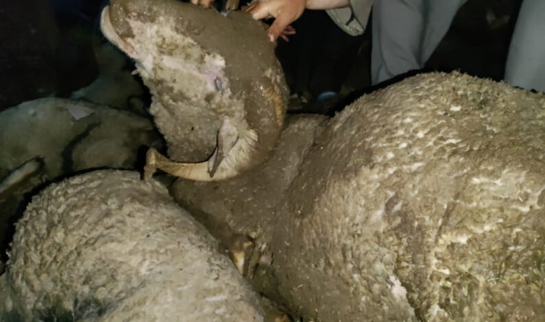 Lightening kills over 50 sheep in Central Kashmir Lightening kills over 50 sheep in Central Kashmir