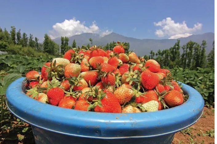 Deficient rainfall, early rise in temperature puts strawberry growers in tight spot