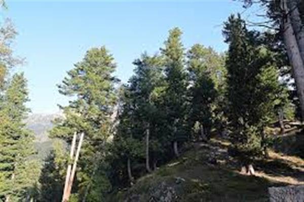 Over 13 Kanals forest land illegally occupied by ex minister retrieved in Shopian