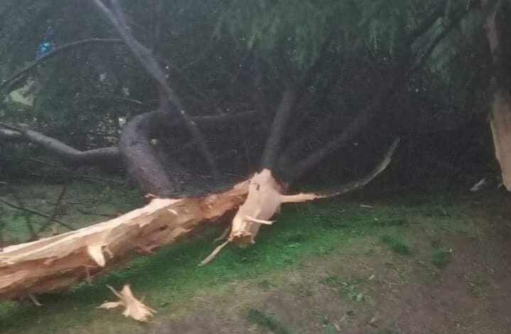 Lightning strikes Botanical garden, five injured Lightning strikes Botanical garden, five injured