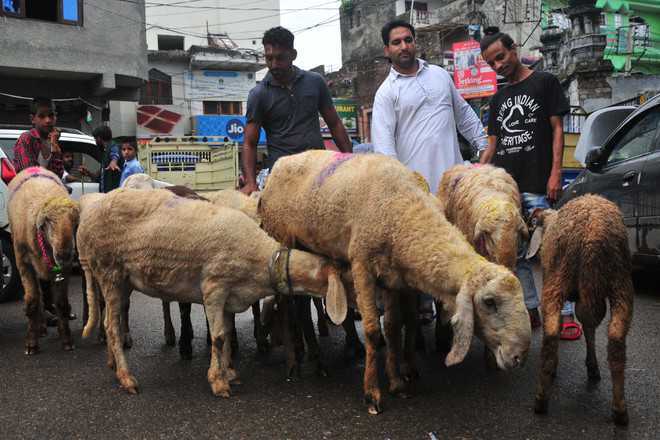Sacrificial Animals: In a first, Govt decides to suspend licenses of mutton dealers who defy fixed rates