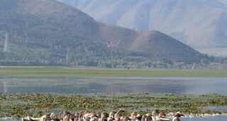 J&K’s two lakes, a wetland reel under invasive species proliferation, pollution threat, reveals Govt