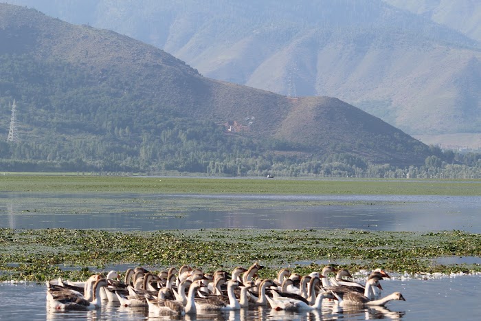 J&K’s two lakes, a wetland reel under invasive species proliferation, pollution threat, reveals Govt