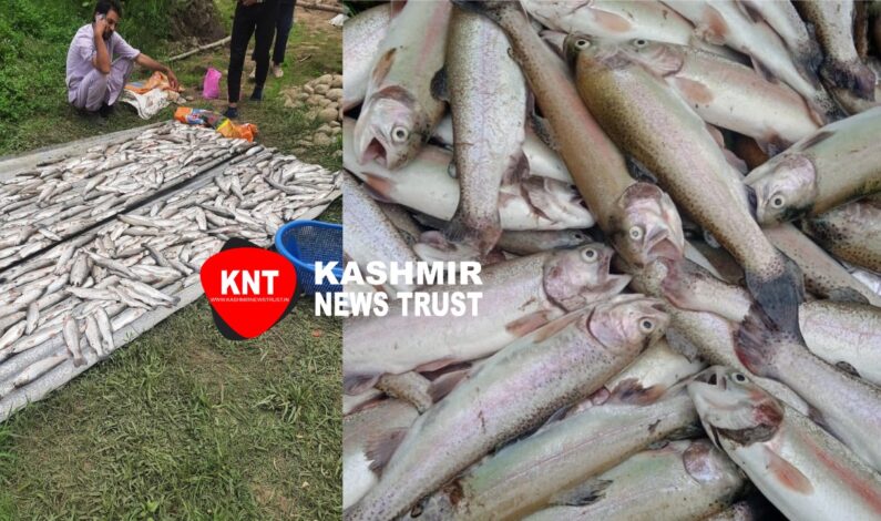 Budgam entrepreneur’s hopes dashed after miscreants poisoned his fish at his fish farm