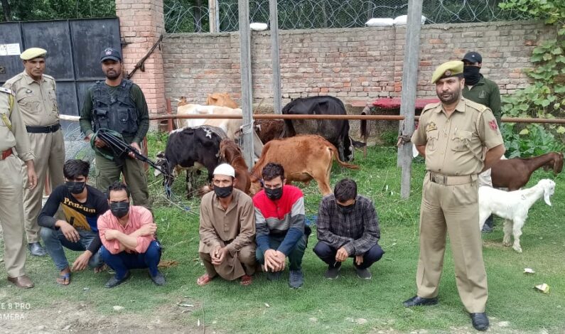 Police solves Cattle theft case in Srinagar, five accused arrested Police solves Cattle theft case in Srinagar, five accused arrested