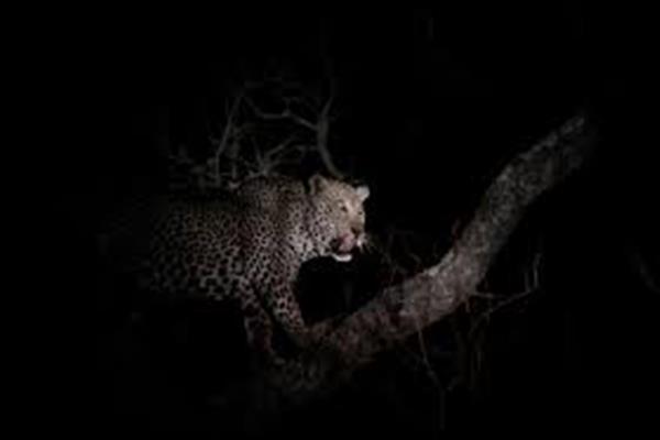 Shoot-at-sight order issued to kill ‘man-eater’ leopard in Uri