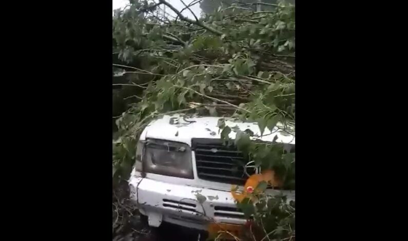 Two Persons Critically Wounded As Poplar Tree Falls On Load Carrier Near Bemina Srinagar