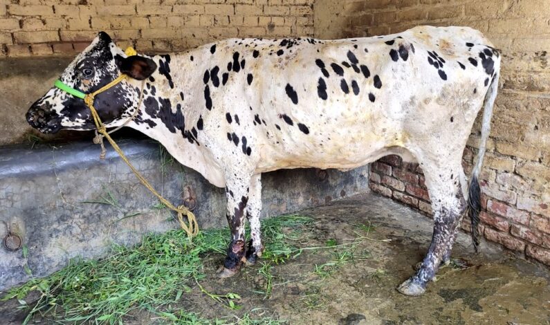 Lumpy skin disease in cattle: Around 3200 cases,138 deaths reported in Valley